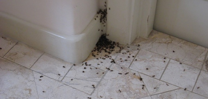 Ant infestation - Birmingham Pest Control Services