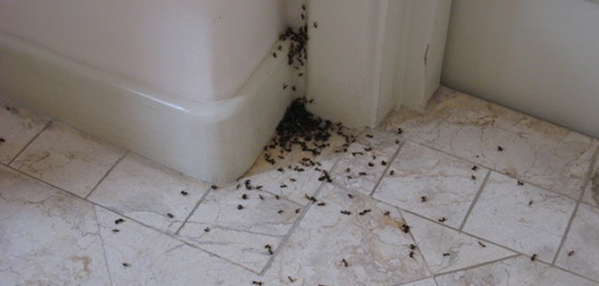 Ant infestation - Birmingham Pest Control Services Ant infestation - Birmingham Pest Control Services