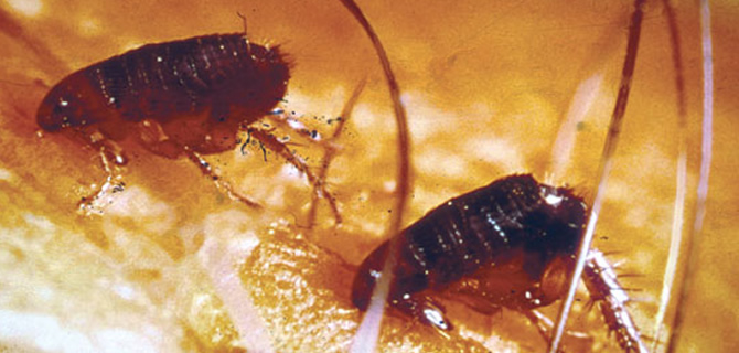 Flea infestation Birmingham Pest Control Fleas