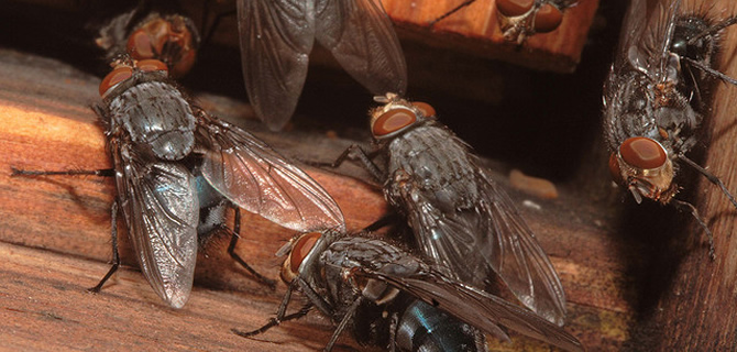 Cluster Fly, Blue Bottle, Mosquitoe infestation Birmingham Pest Control Flies