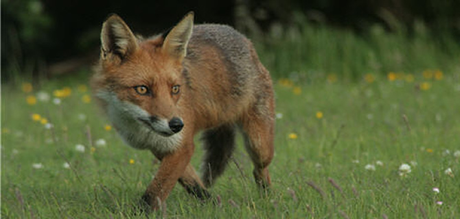 Fox infestation Birmingham Pest Control Foxes