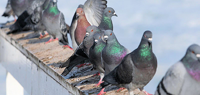 Pigeon and Bird infestation Birmingham Pest Control Birds and Pigeons Pigeon and Bird infestation Birmingham Pest Control Birds and Pigeons
