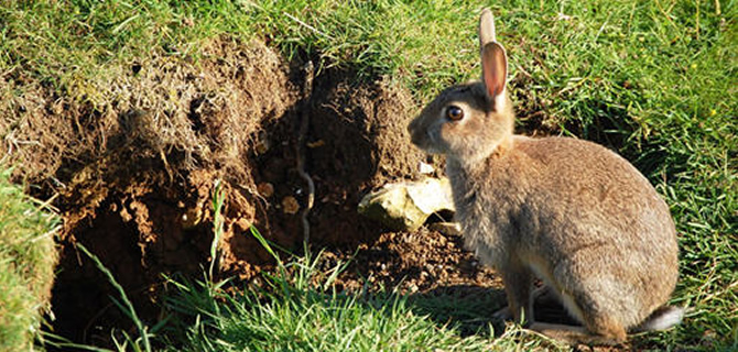 Rabbit infestation Birmingham Pest Control Rabbits Rabbit infestation Birmingham Pest Control Rabbits