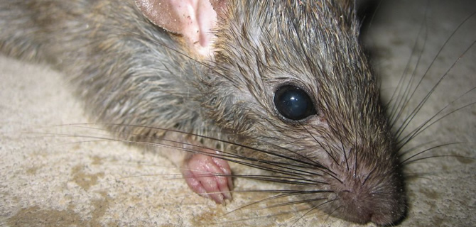 Rat infestation Birmingham Pest Control Rats