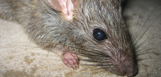 Rat infestation Birmingham Pest Control Rats Rat infestation Birmingham Pest Control Rats