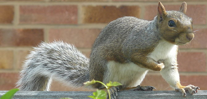 Squirrel infestation Birmingham Pest Control Squirrels