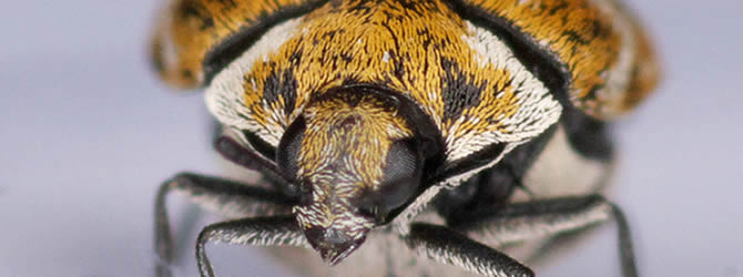 Birmingham Pest Control Service: professional pest control service for Beetles in Wolverhampton, Birmingham & The West Midlands, please contact us for more info. Birmingham Pest Control Service: professional pest control service for Beetles Wolverhampton, Birmingham & The West Midlands, please contact us for more info.