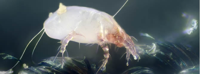 Birmingham Pest Control Service: professional pest control service for Dust Mites in Wolverhampton, Birmingham & The West Midlands, please contact us for more info. Birmingham Pest Control Service: professional pest control service for Dust Mites Wolverhampton, Birmingham & The West Midlands, please contact us for more info.