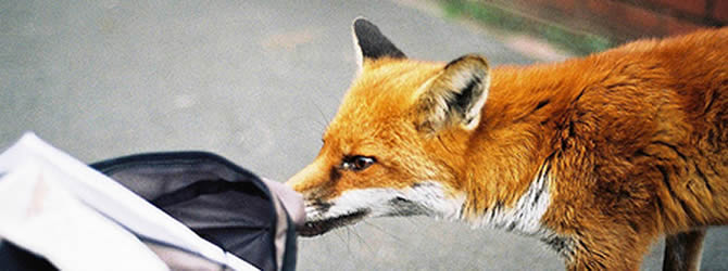 Birmingham Pest Control Service: professional pest control service for Foxes in Wolverhampton, Birmingham & The West Midlands, please contact us for more info. Birmingham Pest Control Service: professional pest control service for Foxes Wolverhampton, Birmingham & The West Midlands, please contact us for more info.