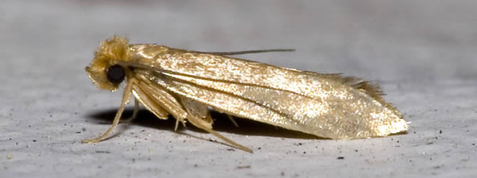 Birmingham Pest Control Service: professional pest control service for Moths in Wolverhampton, Birmingham & The West Midlands, please contact us for more info. Birmingham Pest Control Service: professional pest control service for Moths Wolverhampton, Birmingham & The West Midlands, please contact us for more info.