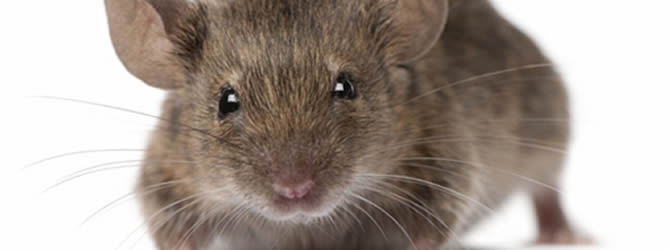 Birmingham Pest Control Service: professional pest control service for Mices/Common House Mouse Wolverhampton, Birmingham & The West Midlands, please contact us for more info.