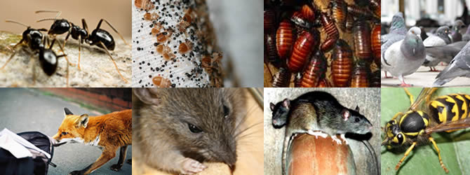 Birmingham Pest Control Service: professional pest control for Wolverhampton, Birmingham & The West Midlands, please contact us for more info.