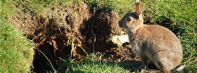 Birmingham Pest Control Service: professional pest control service for Rabbits in Wolverhampton, Birmingham & The West Midlands, please contact us for more info. Birmingham Pest Control Service: professional pest control service for Rabbits Wolverhampton, Birmingham & The West Midlands, please contact us for more info.