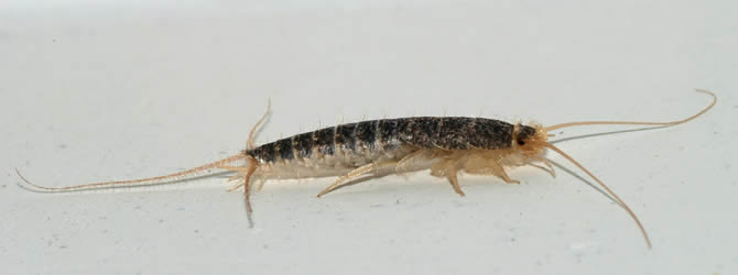 Birmingham Pest Control Service: professional pest control service for Silverfish in Wolverhampton, Birmingham & The West Midlands, please contact us for more info. Birmingham Pest Control Service: professional pest control service for Silverfish Wolverhampton, Birmingham & The West Midlands, please contact us for more info.