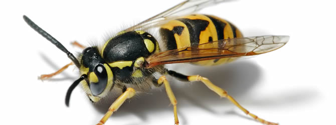 Birmingham Pest Control Service: professional pest control service for Wasps in Wolverhampton, Birmingham & The West Midlands, please contact us for more info. Birmingham Pest Control Service: professional pest control service for Wasps Wolverhampton, Birmingham & The West Midlands, please contact us for more info.