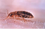 Bedbug Pest control Wolverhampton, Birmingham Pest Control Service commercial and residential pest control for Wolverhampton, Birmingham and The West Midlands.