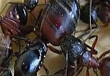 Pest control for Black Ants, Birmingham Pest Control Service commercial and residential pest control for Wolverhampton, Birmingham and The West Midlands. Pest control for Black Ants, Birmingham Pest Control Service commercial and residential pest control for Wolverhampton, Birmingham and The West Midlands.