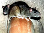 Rat Pest control Wolverhampton, Birmingham Pest Control Service commercial and residential pest control for Wolverhampton, Birmingham and The West Midlands. Rat Pest Control for Wolverhampton, Birmingham and The West Midlands.