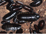 Cockroach Pest control Wolverhampton, Birmingham Pest Control Service commercial and residential pest control for Wolverhampton, Birmingham and The West Midlands. Cockroach Pest control Wolverhampton, Birmingham Pest Control Service commercial and residential pest control for Wolverhampton, Birmingham and The West Midlands.