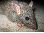 Pest control for Mice, Birmingham Pest Control Service commercial and residential pest control for Wolverhampton, Birmingham and The West Midlands. Pest control for Mice, Birmingham Pest Control Service commercial and residential pest control for Wolverhampton, Birmingham and The West Midlands.