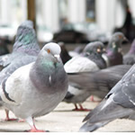 Pest control for Birds, Birmingham Pest Control Service commercial and residential pest control for Wolverhampton, Birmingham and The West Midlands. Pest control for Birds, Birmingham Pest Control Service commercial and residential pest control for Wolverhampton, Birmingham and The West Midlands.