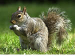 Squirrel Pest Control Wolverhampton, Birmingham and The West Midlands.