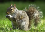 Squirrel Pest control Wolverhampton, Birmingham Pest Control Service commercial and residential pest control for Wolverhampton, Birmingham and The West Midlands. Squirrel Pest Control Wolverhampton, Birmingham and The West Midlands.
