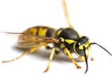 Pest control for Wasp Nest, Birmingham Pest Control Service commercial and residential pest control for Wolverhampton, Birmingham and The West Midlands. Pest control for Wasp Nest, Birmingham Pest Control Service commercial and residential pest control for Wolverhampton, Birmingham and The West Midlands.